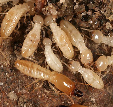 Termites Control