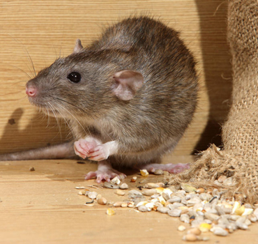 Rodent Control