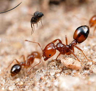 Ants Control