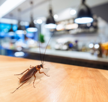 Commercial Pest Control