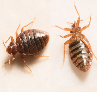 Bed Bug Control