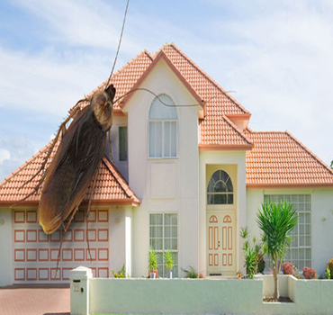 Residential Pest Control